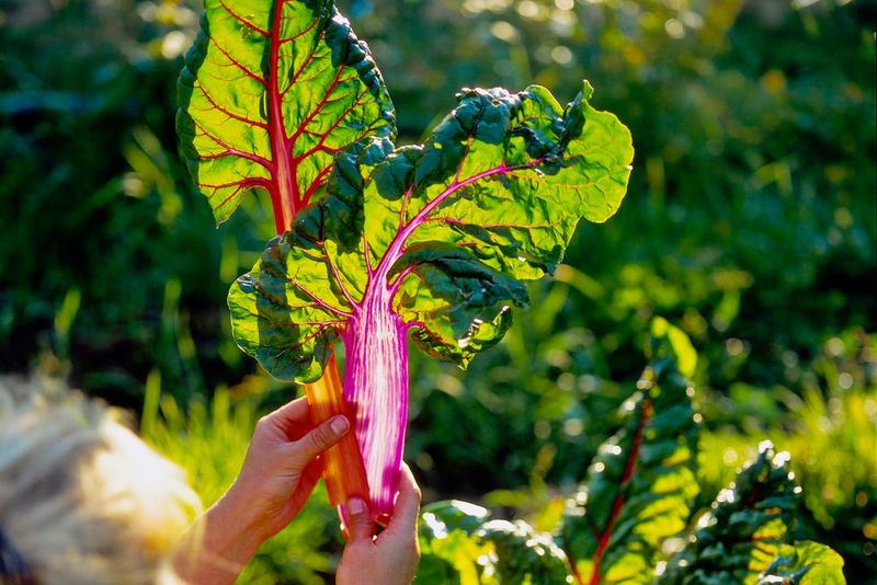Swiss Chard