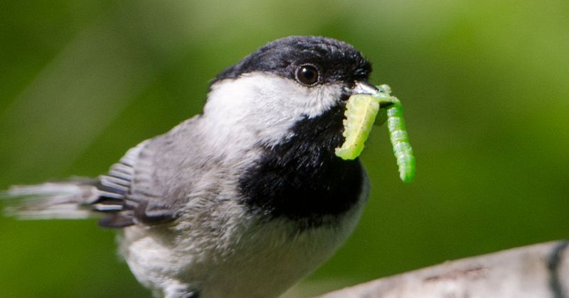 Caterpillars connect an oak to the bird food web