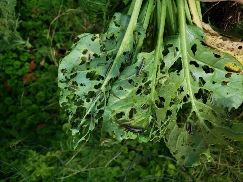 Test sage near brassicas while you monitor the crop