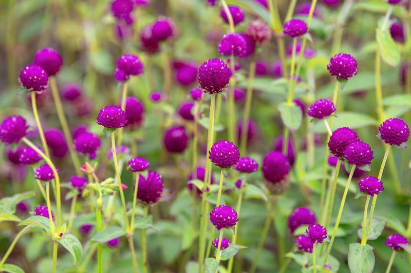 Gomphrena (Globe Amaranth)