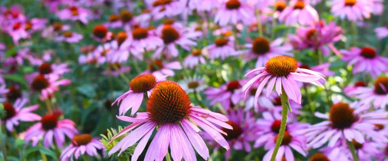 Choose the specific coneflower that fits North Carolina