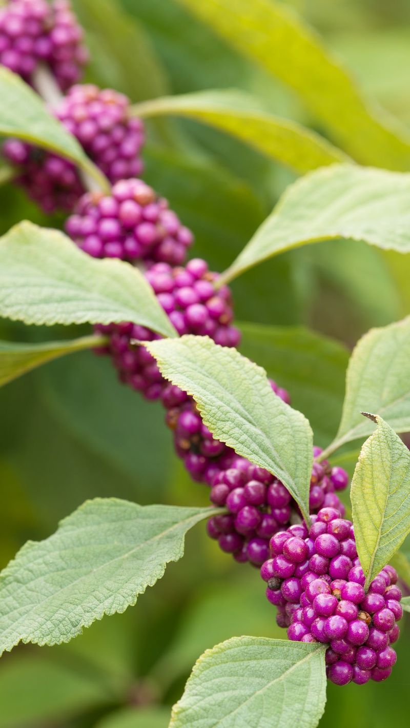 Use beautyberry as one durable part of a wildlife-friendly boundary