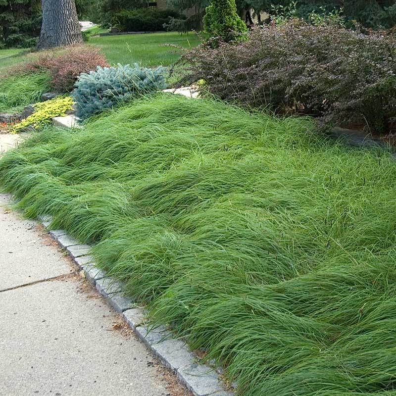 Pennsylvania Sedge (Carex pensylvanica)
