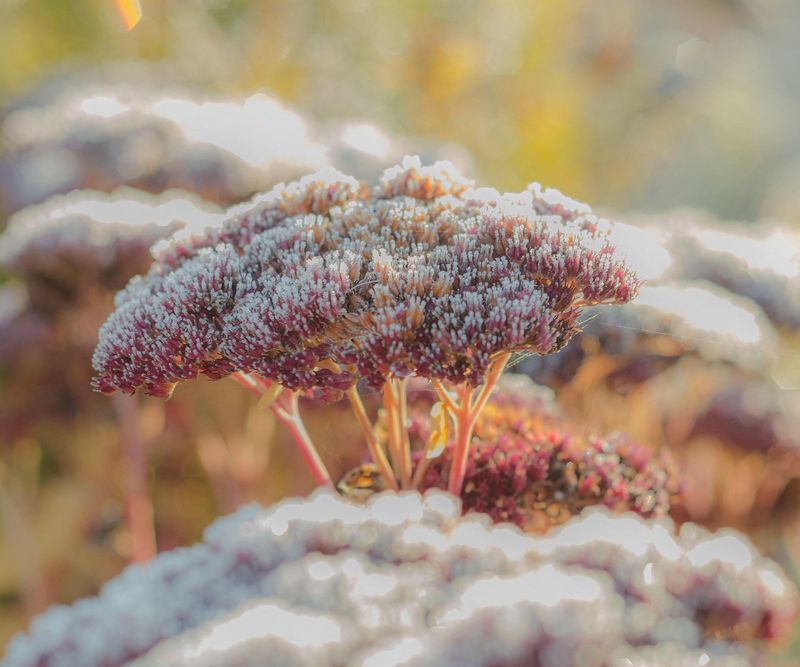Sedum (Stonecrop)
