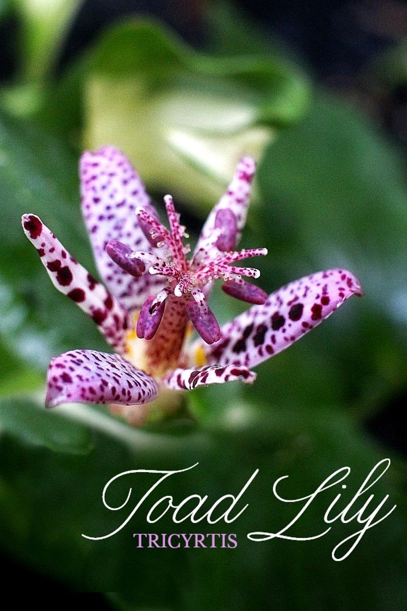 Toad Lilies