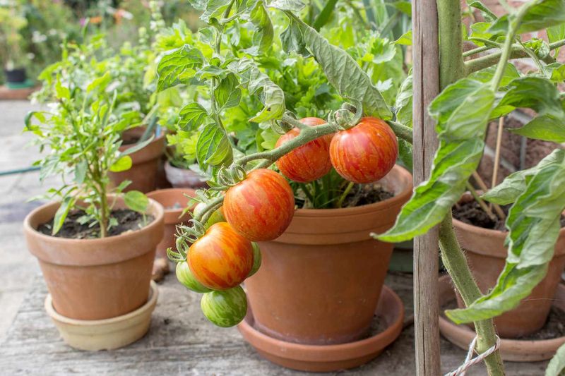 Helping Containers Where Nutrients Wash Out
