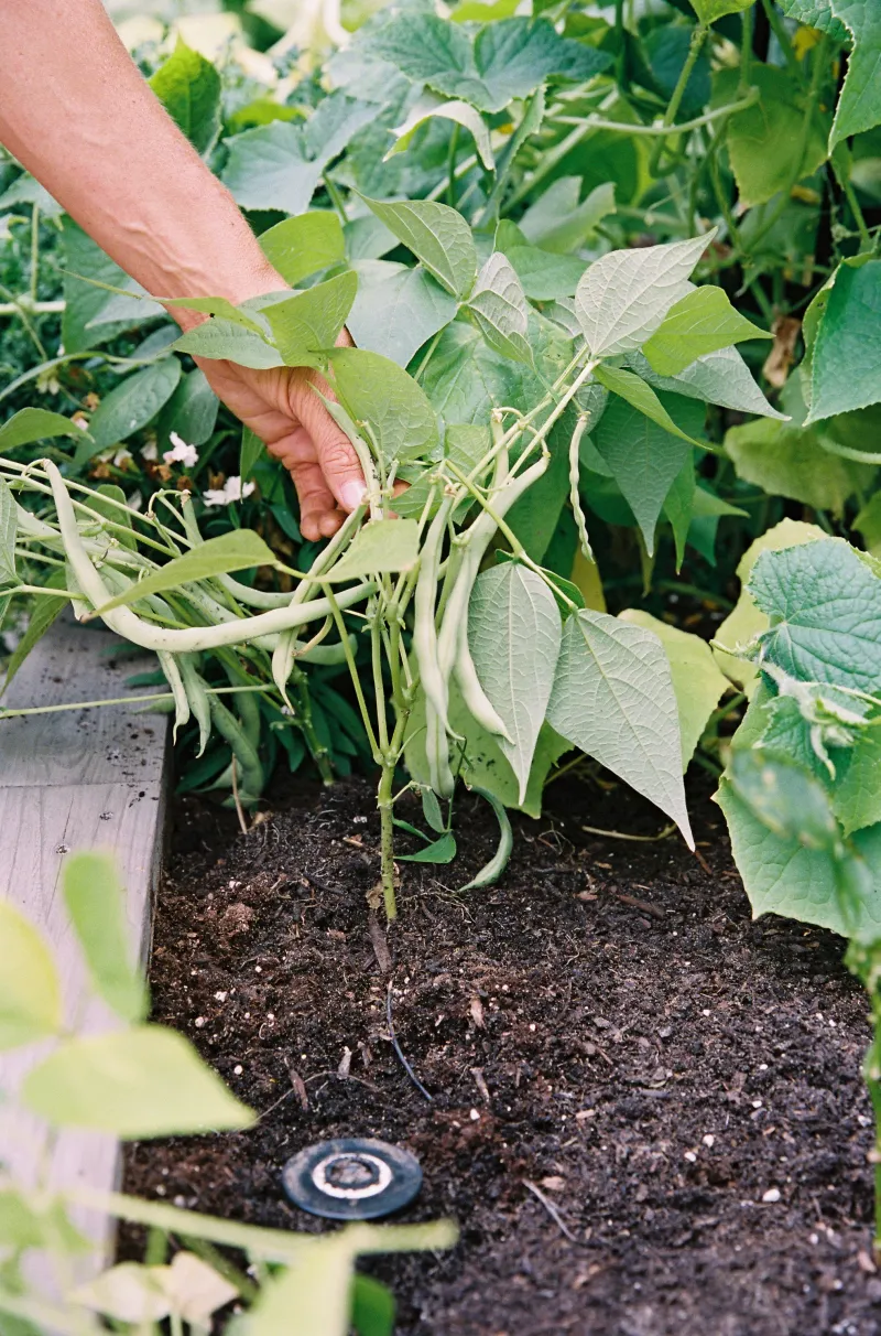 Bush Beans