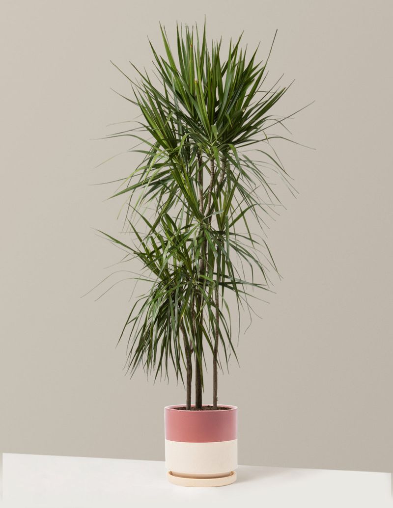 Dracaena