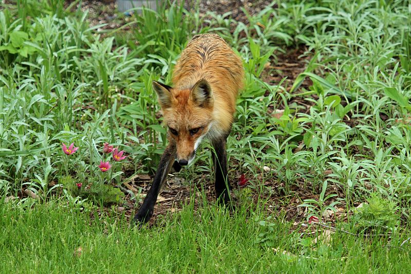 What might be drawing the fox across the yard?