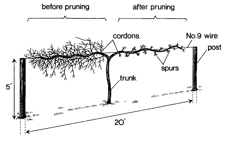 Prune and water the vine so it stays productive