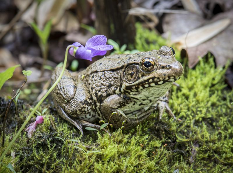 Frogs can reveal habitat conditions the heron cannot
