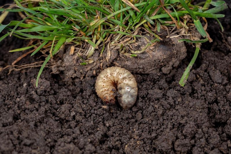 Check for and Treat Grubs