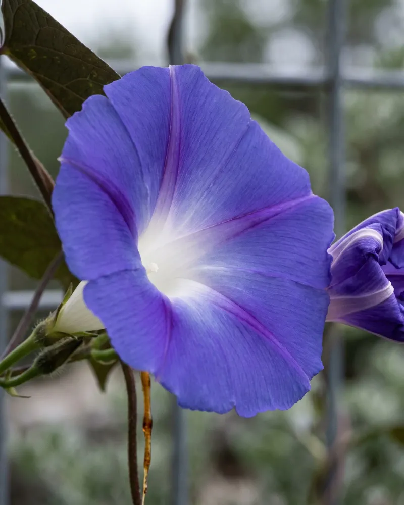 Morning Glories