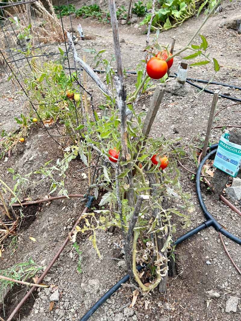 Light and fertility can limit fruit development