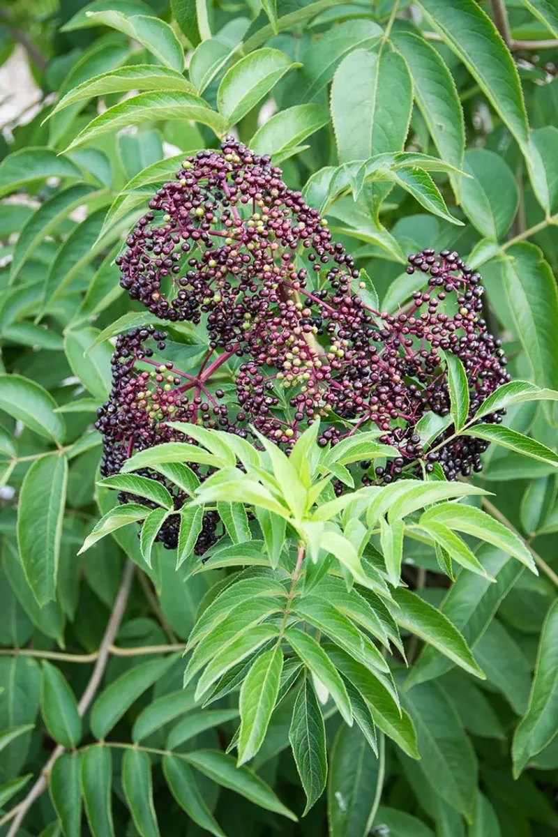 Elderberry (Sambucus canadensis)