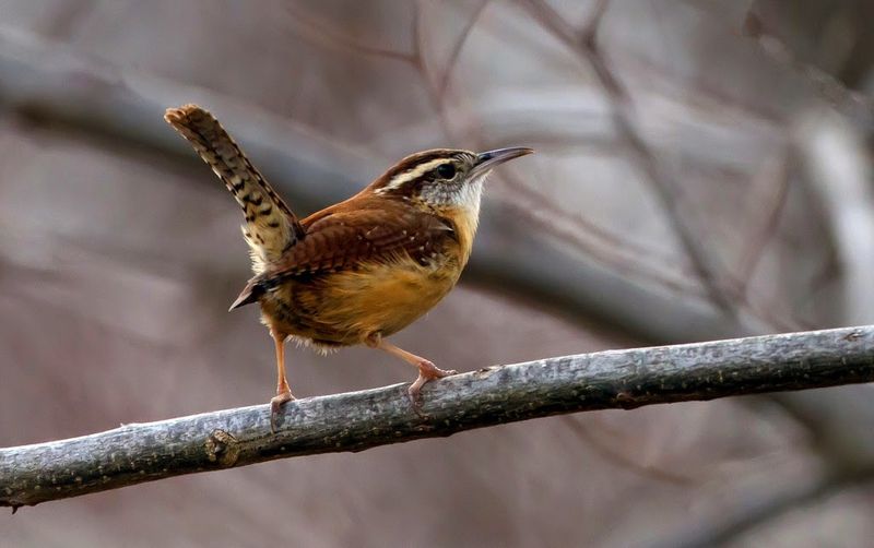 Read the behavior, then let the wren use the porch