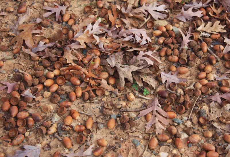 Garden damage cannot reveal the local mast crop