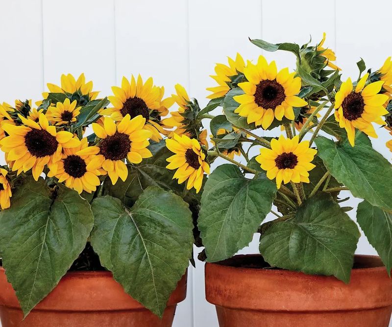Dwarf Sunflowers