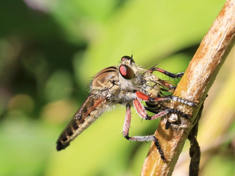 Robber Flies
