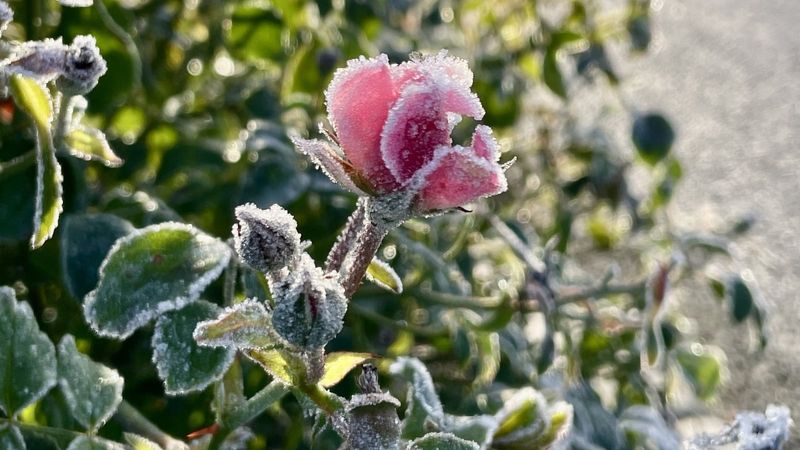 Few blooms can point to problems beyond nutrition