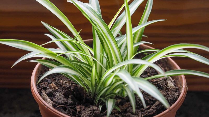 Excess fertilizer or nitrogen may produce lush growth without plantlets