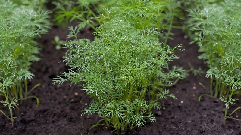 Direct-sow a modest patch in full sun and well-drained soil