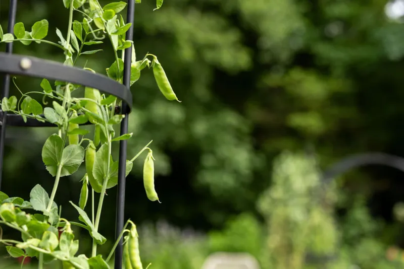 Peas (Snap, Snow, English)
