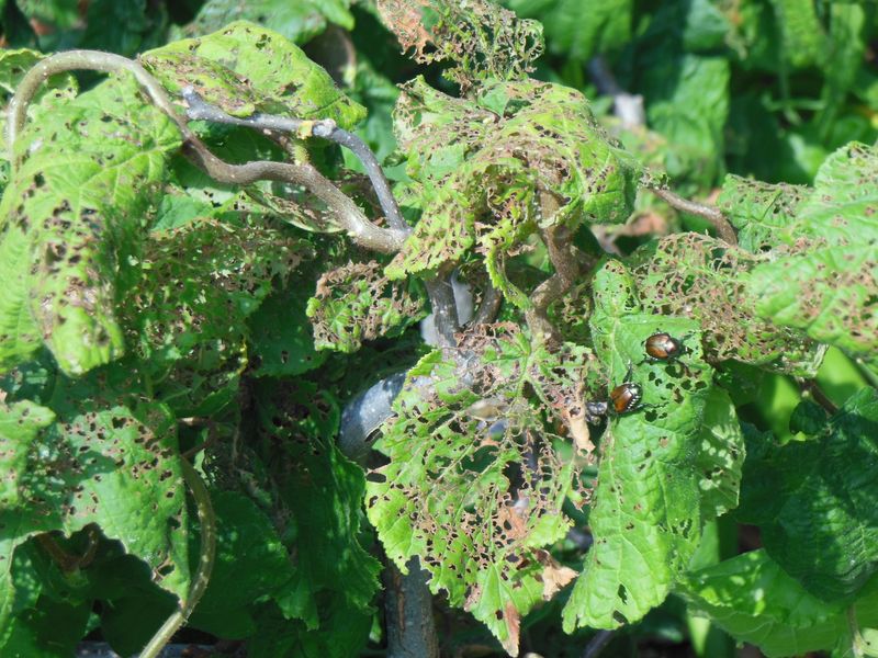 Inspect the plant before deciding how much damage matters