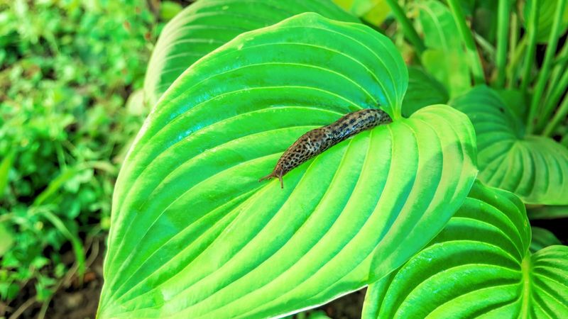 Use additional controls only if slugs persist