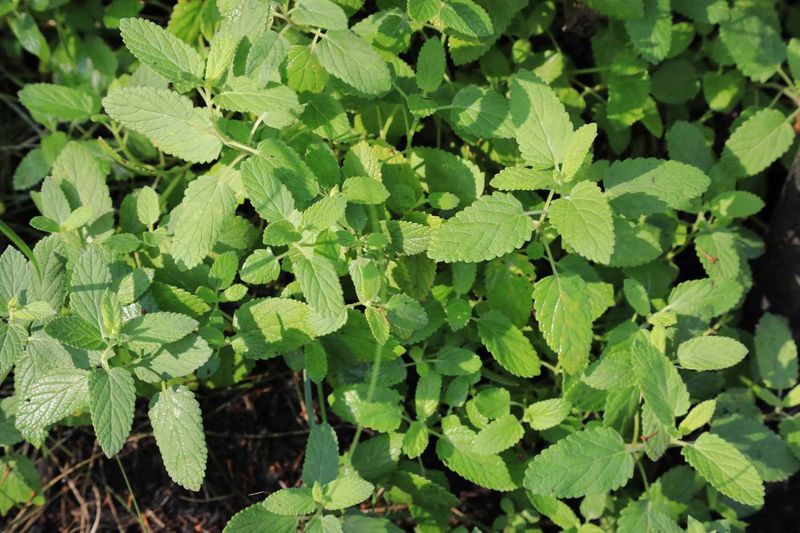 Catnip