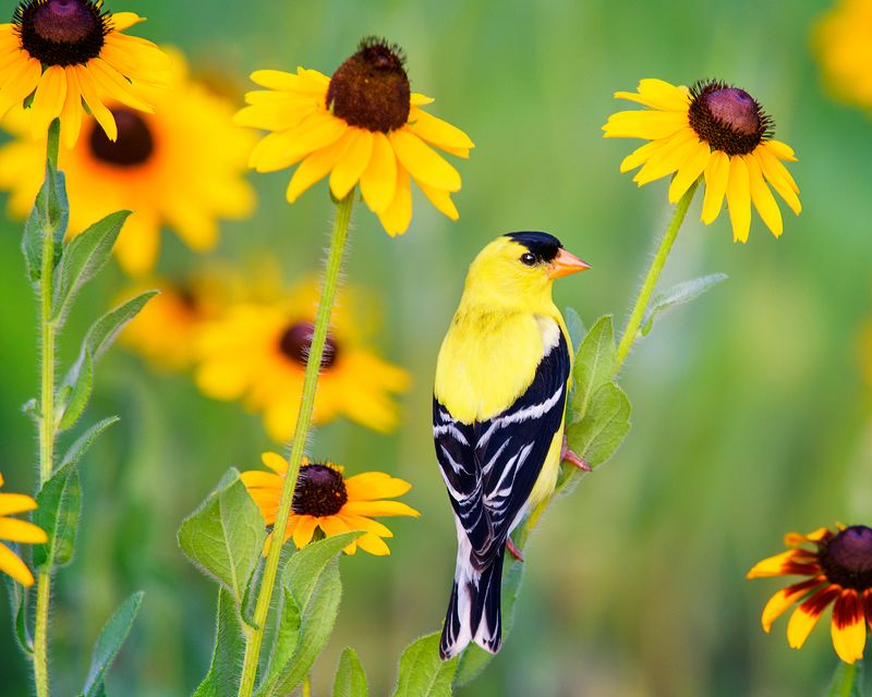 Black-Eyed Susan