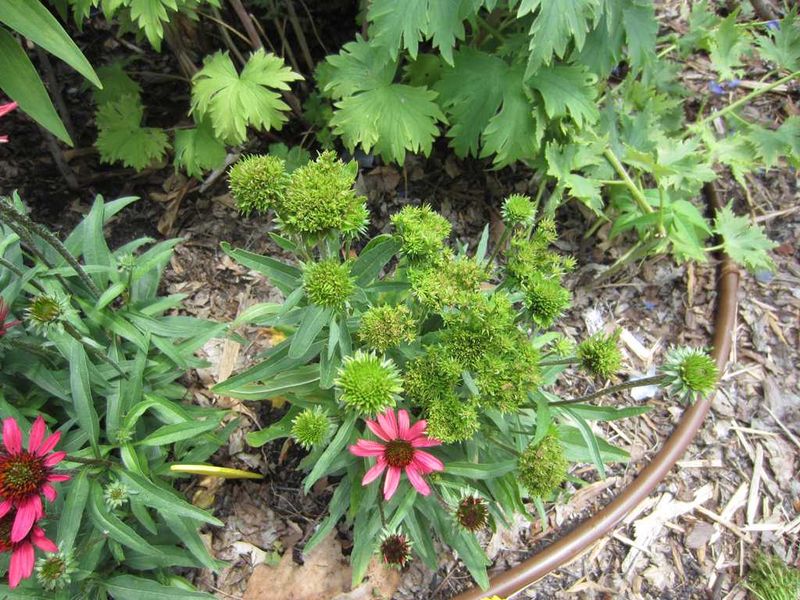 Remove Diseased Plant Material