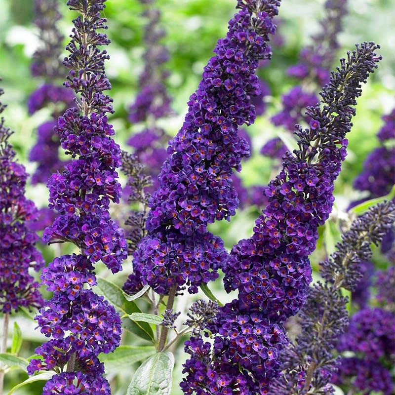 Butterfly Bush (Buddleia)
