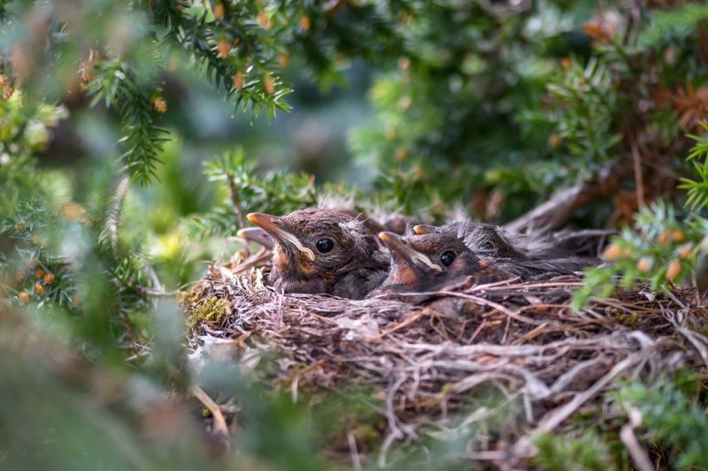 Check for active nests before pruning