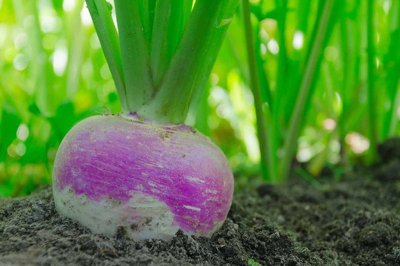 Turnips