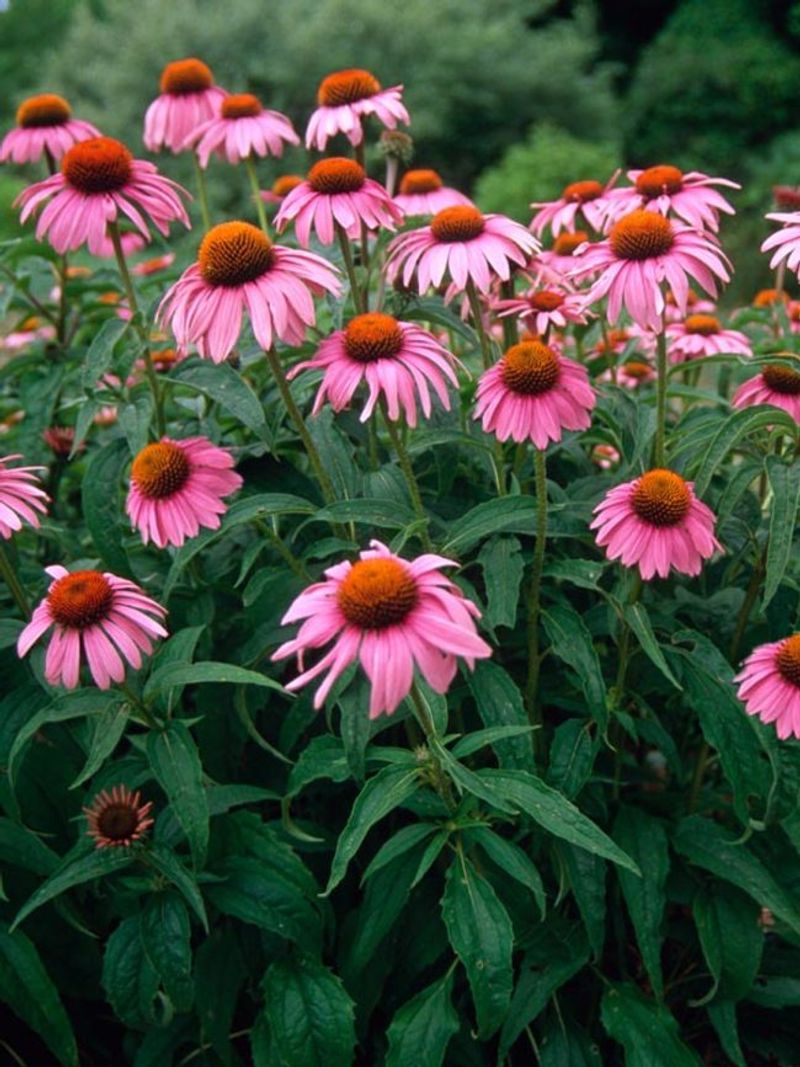 Echinacea (Echinacea purpurea)