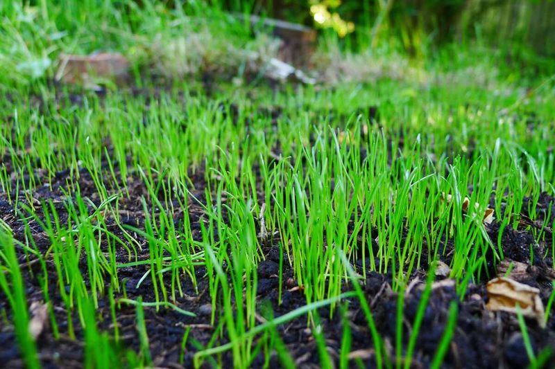 Protect seedlings as they take hold