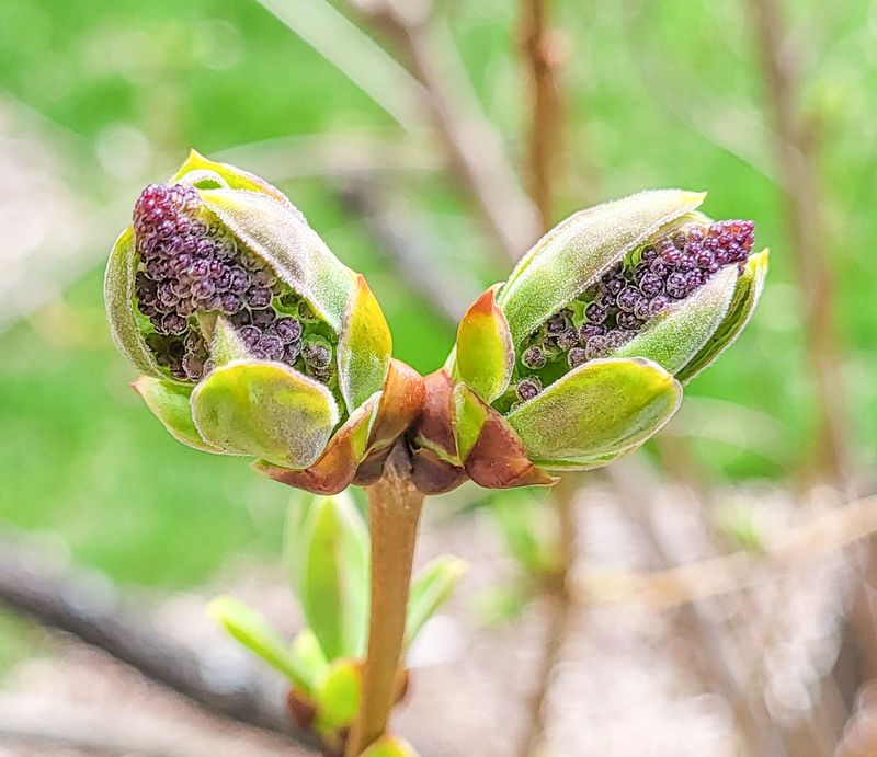 Lilacs set next year’s buds after they bloom