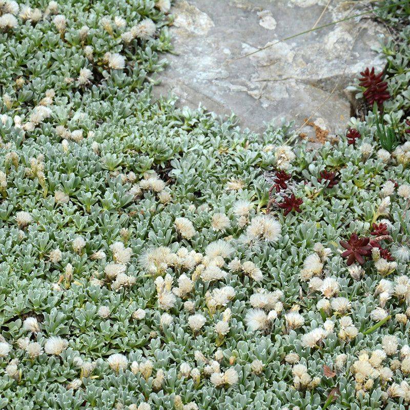Pussytoes (Antennaria plantaginifolia)