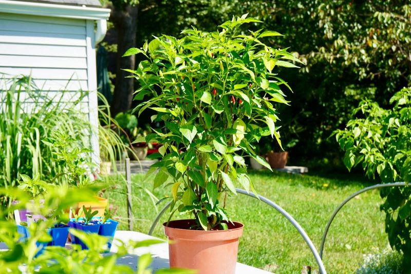 A Healthy-Looking Pepper Can Still Set Poorly