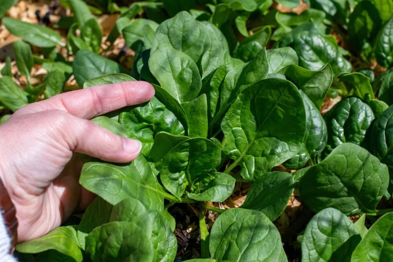 Harvest promptly and use frost tolerance to extend the crop