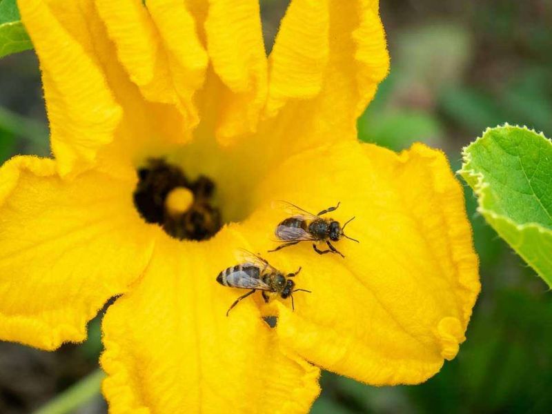 Morning is the best time to watch pollinators and open flowers