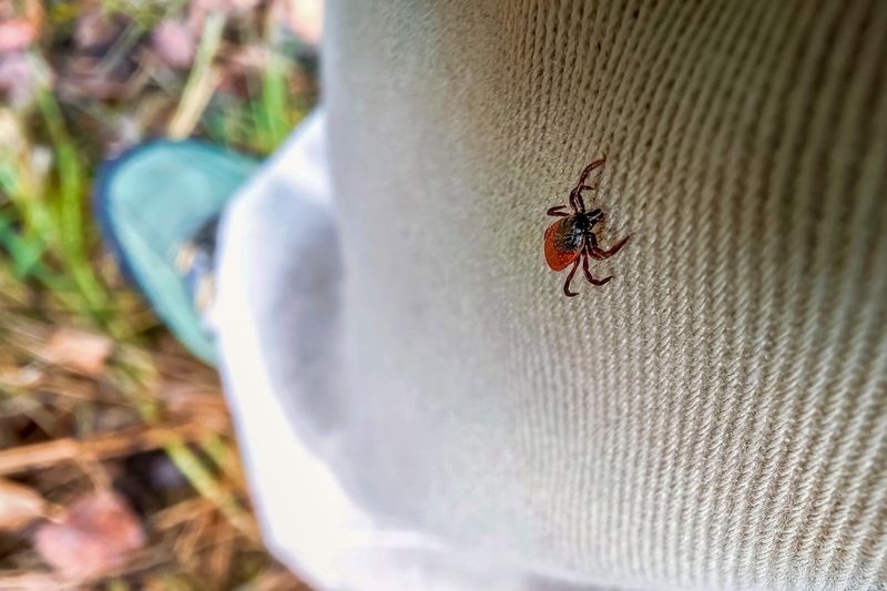 Check the lawn before taking off your shoes