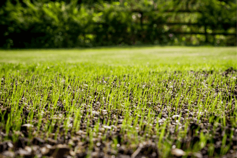 Overseed and Repair Cool-Season Lawns