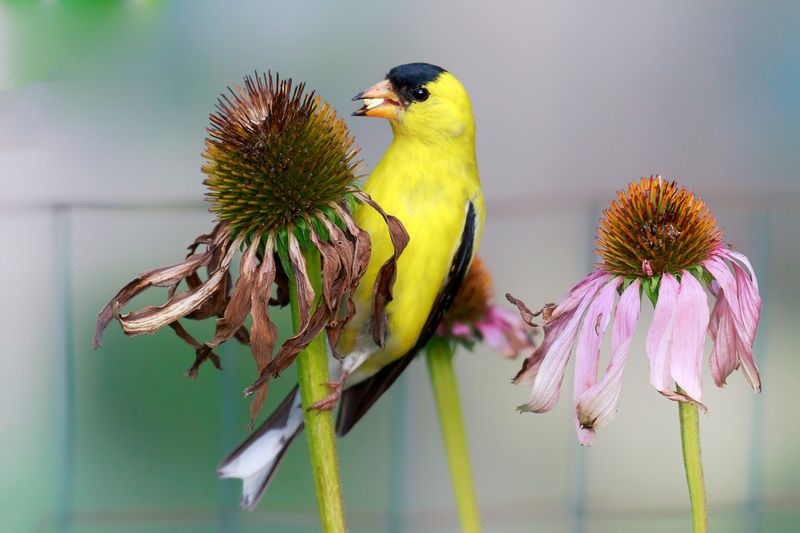 Purple Coneflower