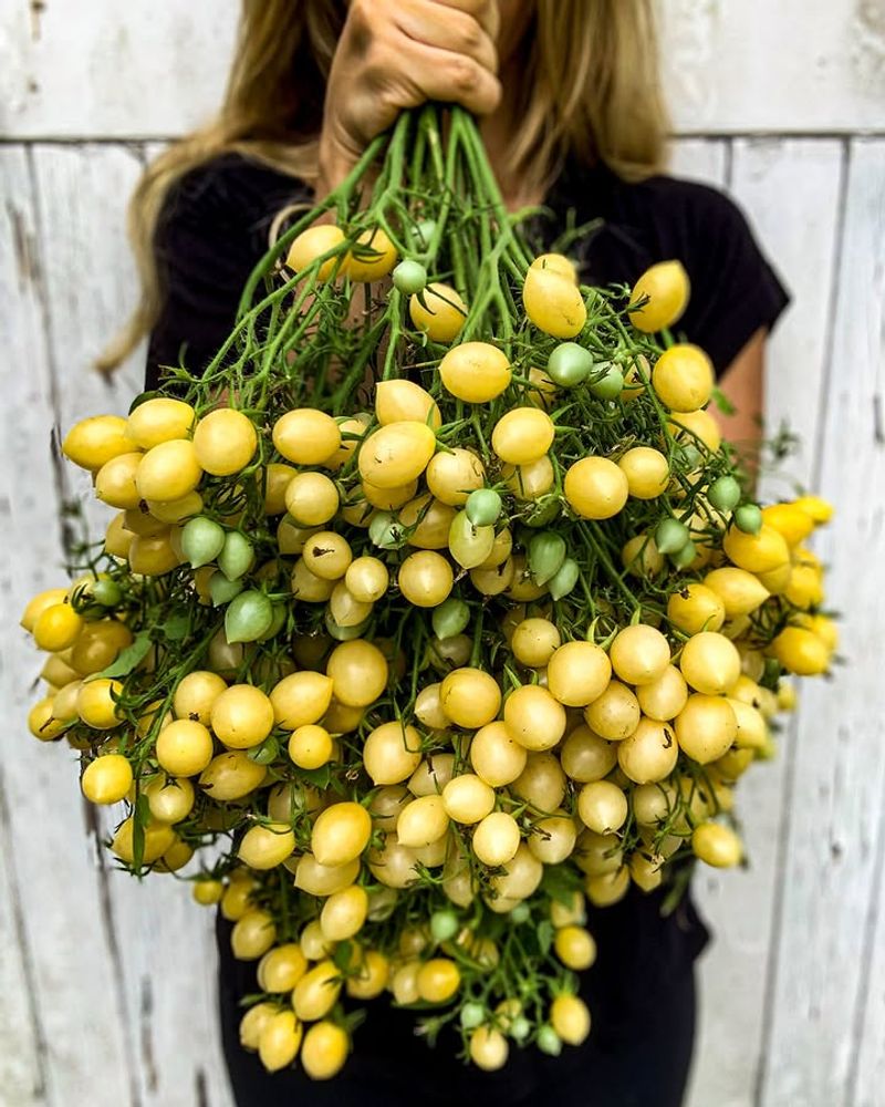 Barry's Crazy Cherry (Heirloom)