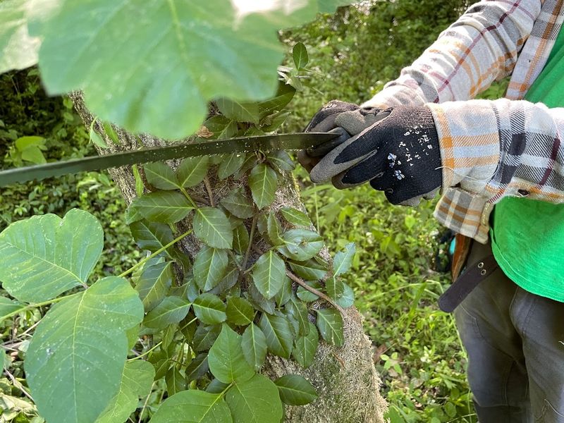 Choose control based on the plant’s growth habit