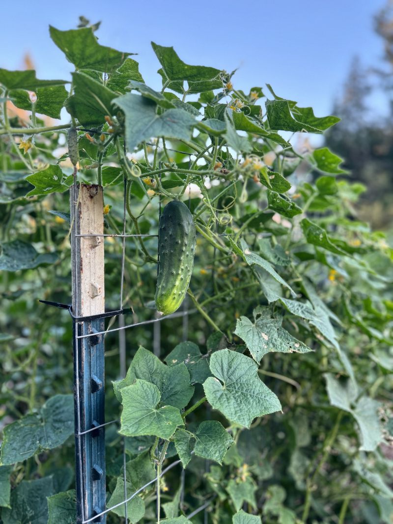 Cucumbers
