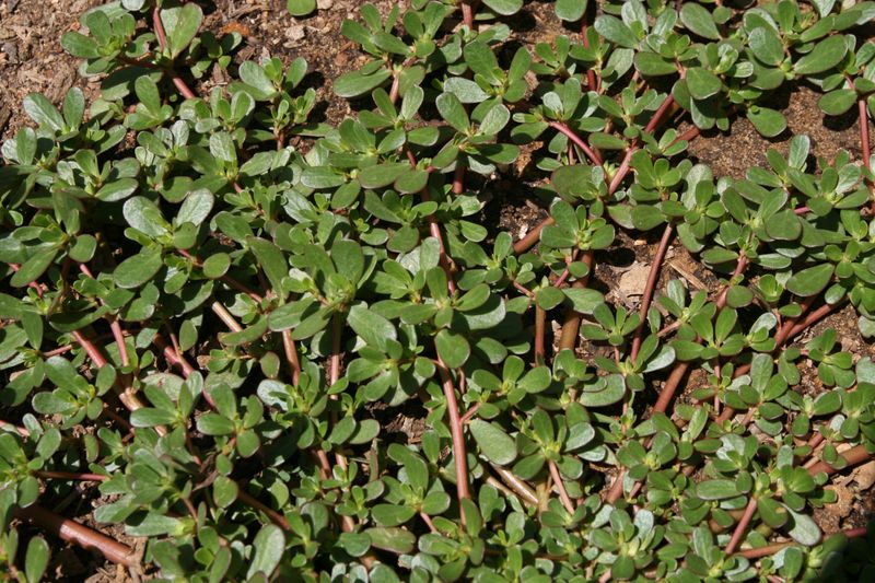 Common purslane is an edible lawn weed
