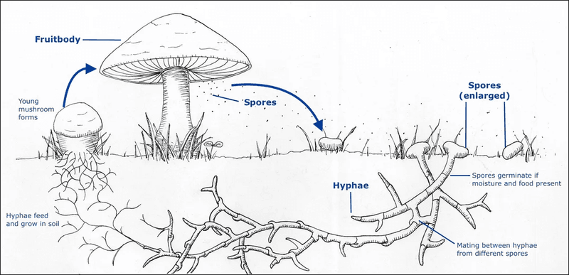 The mushroom is the fungus’s visible fruit